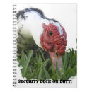 Search for red eye photography Animal
