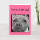 Search for pitbull birthday cards Animal