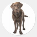 Search for brown lab stickers Chocolate