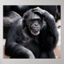 Search for chimpanzee posters Funny