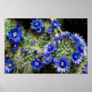 Search for flowering plants posters Blue