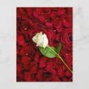 Search for rose background postcards Beautiful