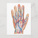 Search for phalanges Illustration