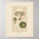 Search for vintage botany posters Mushrooms