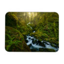 Search for olympic national park magnets Hoh rainforest