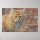 Search for funky cat art Kitten