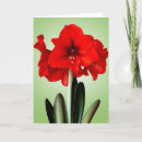 Search for amaryllis christmas cards Winter