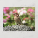 Search for finches postcards Wildlife