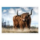 Search for highland cow art Fluffy