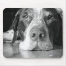 Search for german shorthair pointer electronics Animals