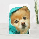 Search for alterations photography Dog