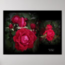 Search for shrub art Roses