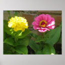 Search for pink zinnia posters Photography