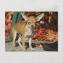 Search for chiwawa postcards Puppy