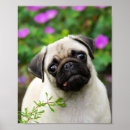 Search for cute fawn posters Pug