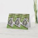Search for lemures cards Ring tailed lemur