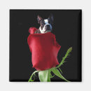 Search for boston magnets Rose