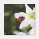 Search for ladybird magnets Flower