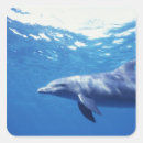 Search for bottlenose stickers Ocean