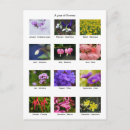 Search for fuchsia rose postcards Flowers
