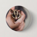 Search for gliders badges Exotic