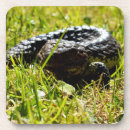 Search for lizard coasters Wildlife