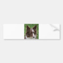 Search for border collie bumper stickers Pet