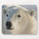Search for gallery electronics Bear