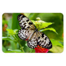 Search for white wings magnets Butterfly