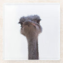 Search for ostrich coasters Birds