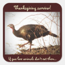 Search for wild turkeys stickers Animal