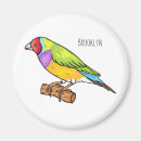 Search for finch magnets Bird
