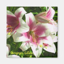Search for stargazer Floral