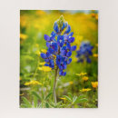 Search for texas bluebonnet Lupine
