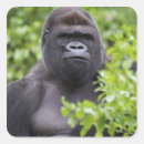 Search for silverback stickers Animal