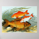Search for koi carp posters Vintage