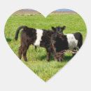 Search for cow heart stickers Calf