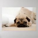 Search for pug picture posters Photography