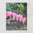 Search for heart strings postcards Pink