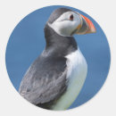 Search for puffin stickers Auk