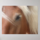 Search for belgian photography Equine