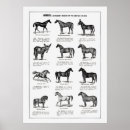 Search for horse breeds posters Illustration