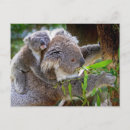 Search for outback postcards Koala