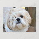 Search for shih tzu lover postcards Animal