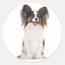 Search for papillon dog stickers Puppy