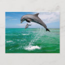 Search for beautiful dolphin Water