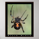 Search for widows posters Nature