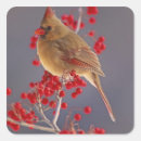 Search for female cardinal stickers Cardinalis