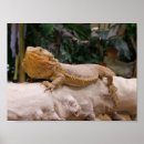 Search for bearded dragon art Lizard