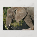 Search for pachyderm postcards Zoo